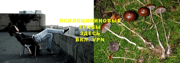 сатива Карпинск