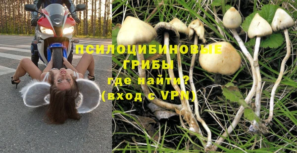 сатива Каменногорск
